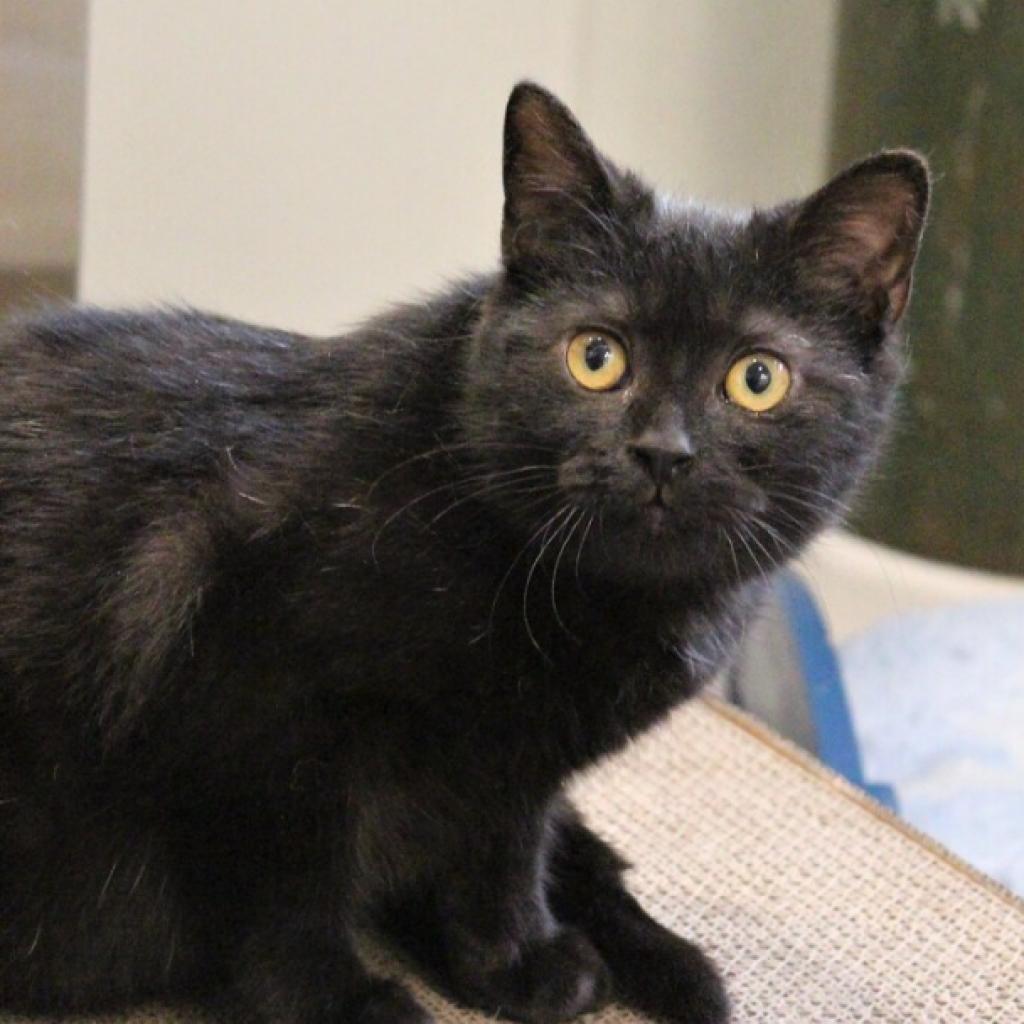 Enlarge Guppy, a Adoptable Domestic Short Hair in Defiance, OH image 1/6