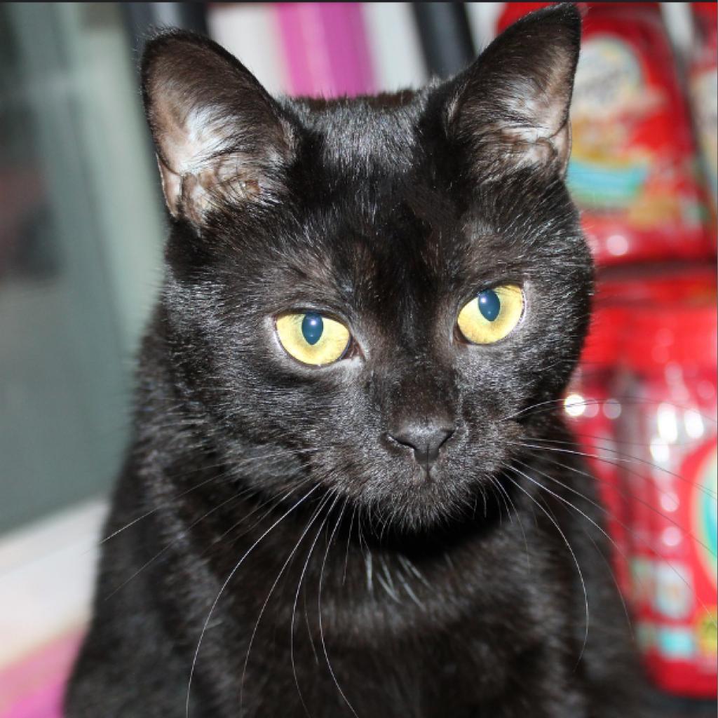 Enlarge Guppy, a Adoptable Domestic Short Hair in Defiance, OH image 2/6