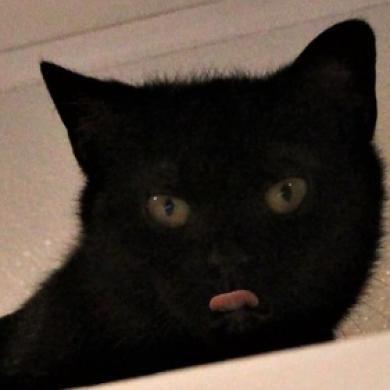 Enlarge Guppy, a Adoptable Domestic Short Hair in Defiance, OH image 3/6