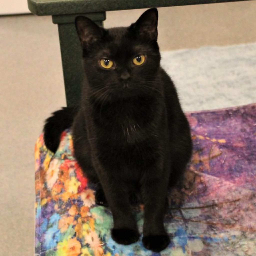 Enlarge Guppy, a Adoptable Domestic Short Hair in Defiance, OH image 4/6