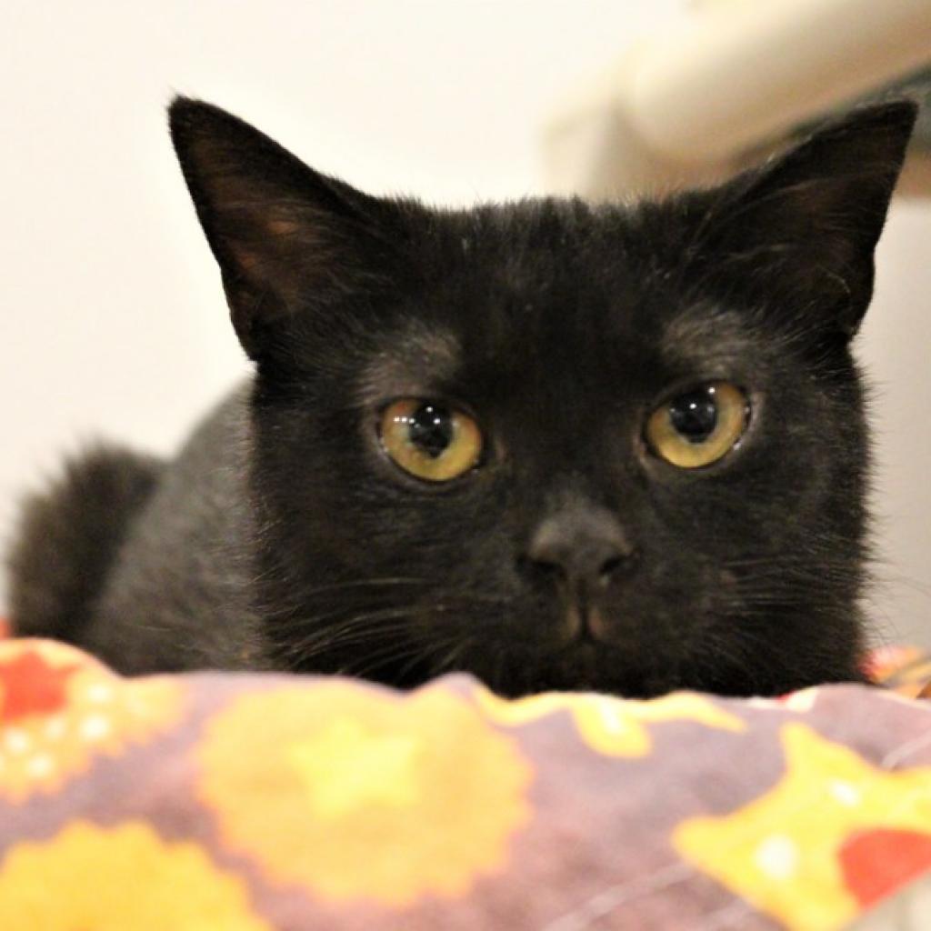 Enlarge Guppy, a Adoptable Domestic Short Hair in Defiance, OH image 5/6