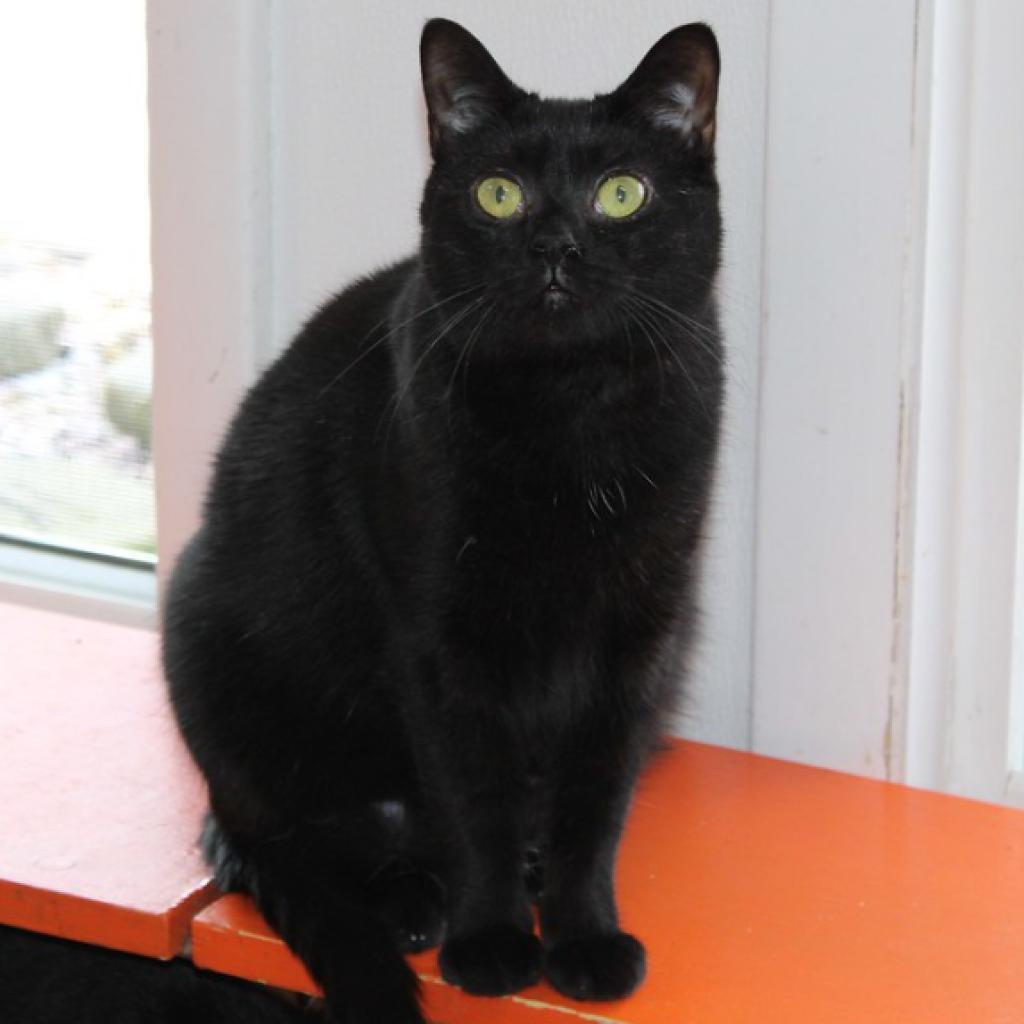 Enlarge Guppy, a Adoptable Domestic Short Hair in Defiance, OH image 6/6