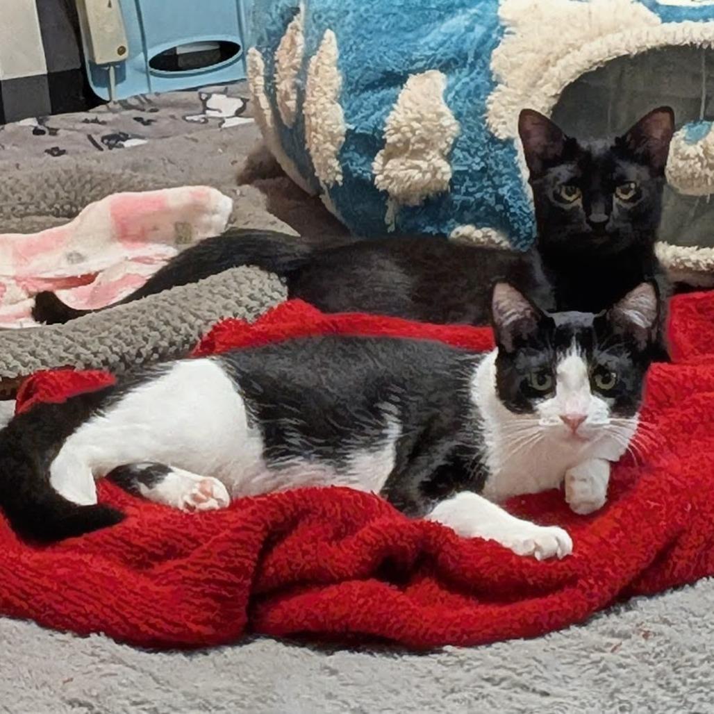 Nile, Adoptable, Young Female Domestic Short Hair.