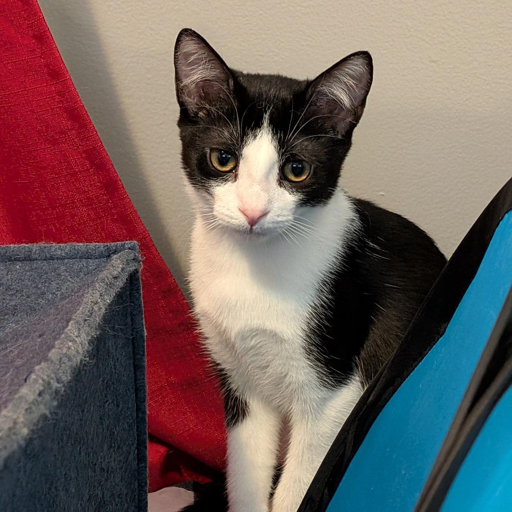 Nile, a Adoptable Domestic Short Hair in Lake Jackson, TX image 2/5