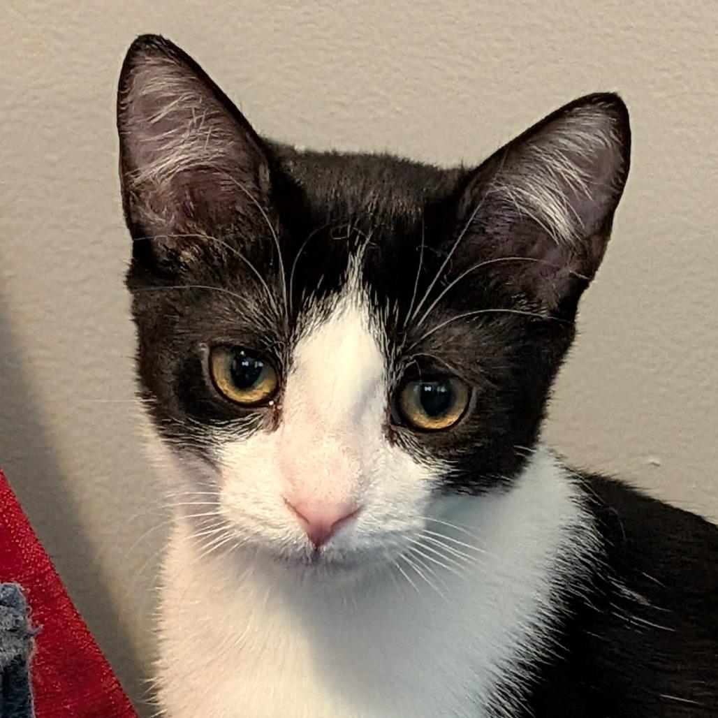 Nile, a Adoptable Domestic Short Hair in Lake Jackson, TX image 3/5