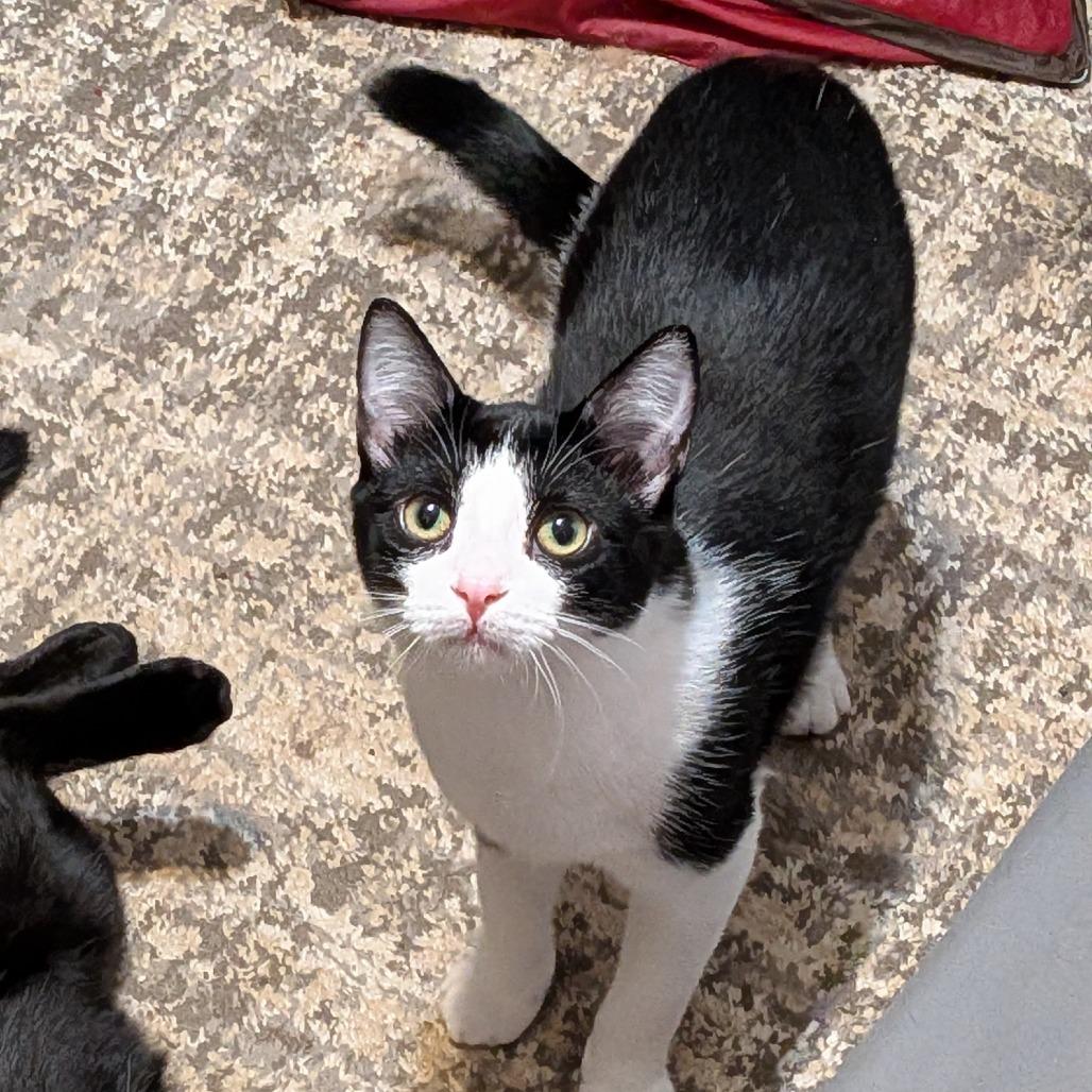 Nile, a Adoptable Domestic Short Hair in Lake Jackson, TX image 4/5