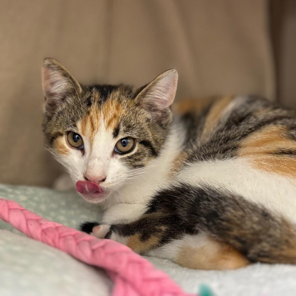 Carbonara, Adoptable, Kitten Female Domestic Short Hair.