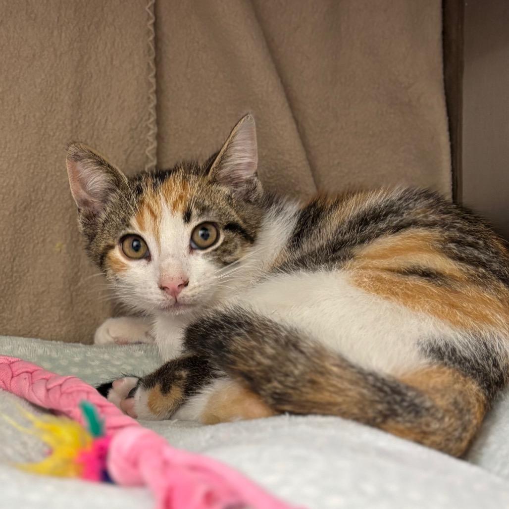 Carbonara, a Adoptable Domestic Short Hair in Nashville, IN image 2/3