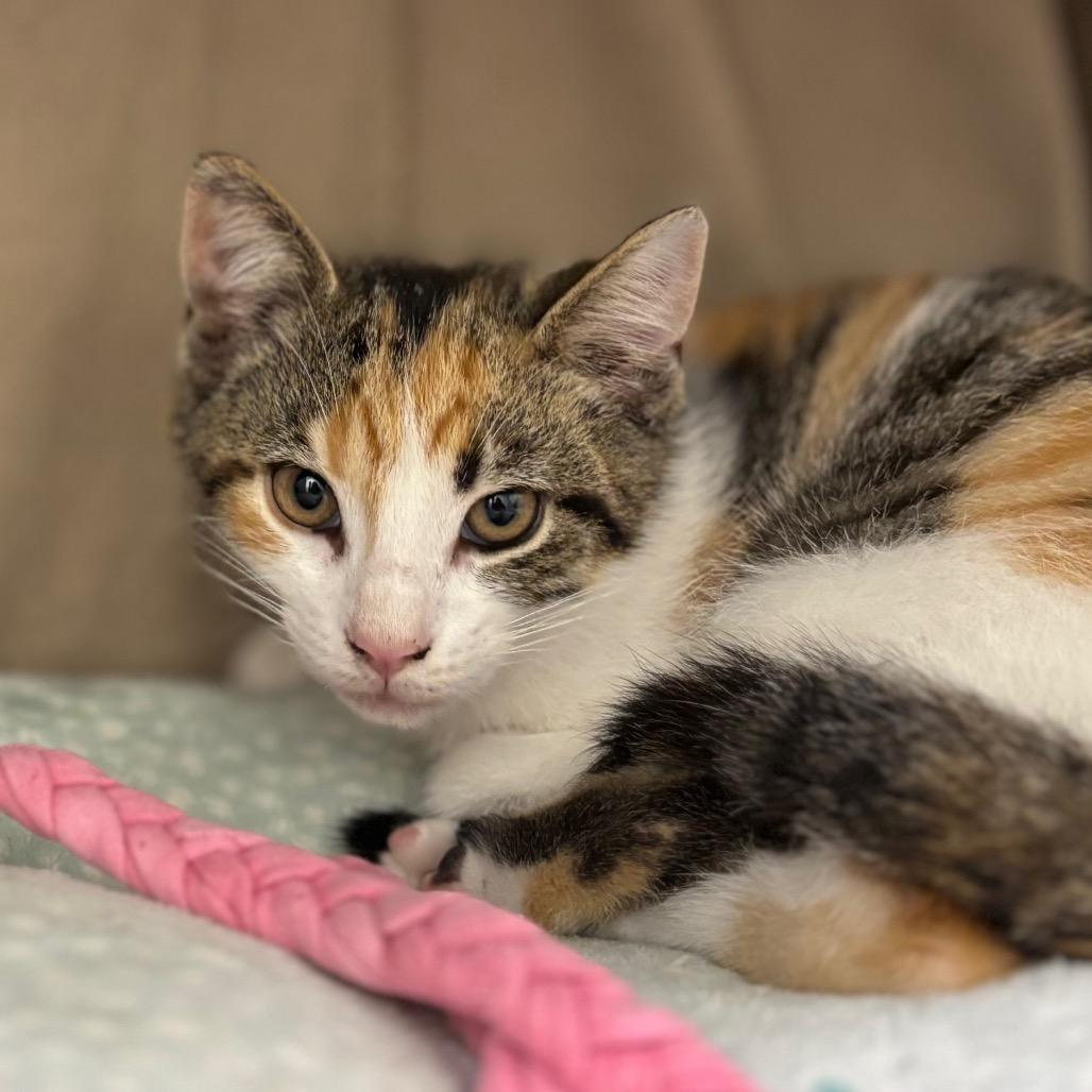Carbonara, a Adoptable Domestic Short Hair in Nashville, IN image 3/3