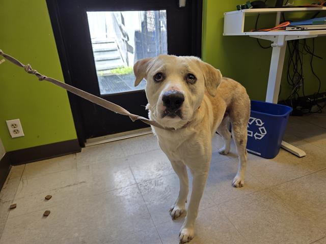 BRUNO, Adoptable, Adult Male Siberian Husky & Labrador Retriever.