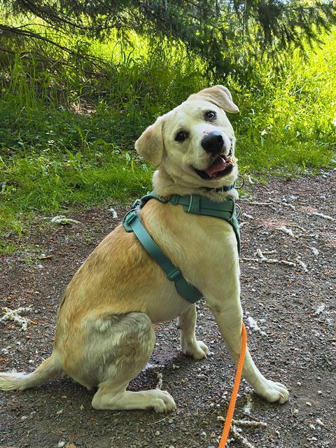 BRUNO, Adoptable, Adult Male Siberian Husky & Labrador Retriever.