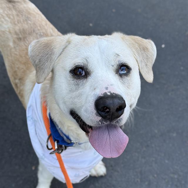 Enlarge BRUNO, a Adoptable mixed breed in Kent, WA image 1/1