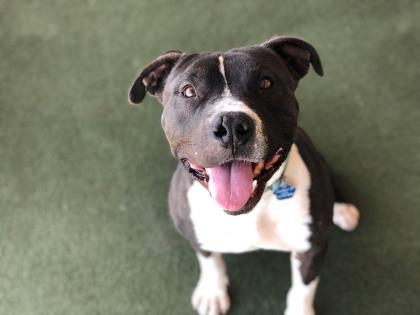 Enlarge BRAZO, a Adopted Pit Bull Terrier in Chandler, AZ image 1/3