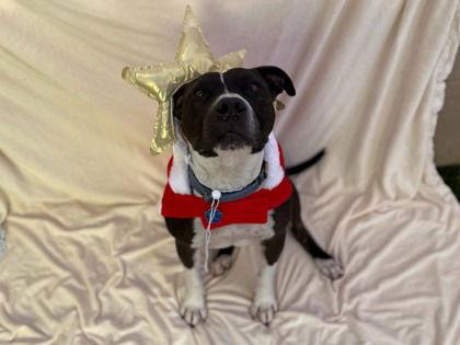 Enlarge BRAZO, a Adopted Pit Bull Terrier in Chandler, AZ image 2/3