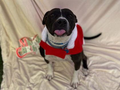 Enlarge BRAZO, a Adopted Pit Bull Terrier in Chandler, AZ image 3/3