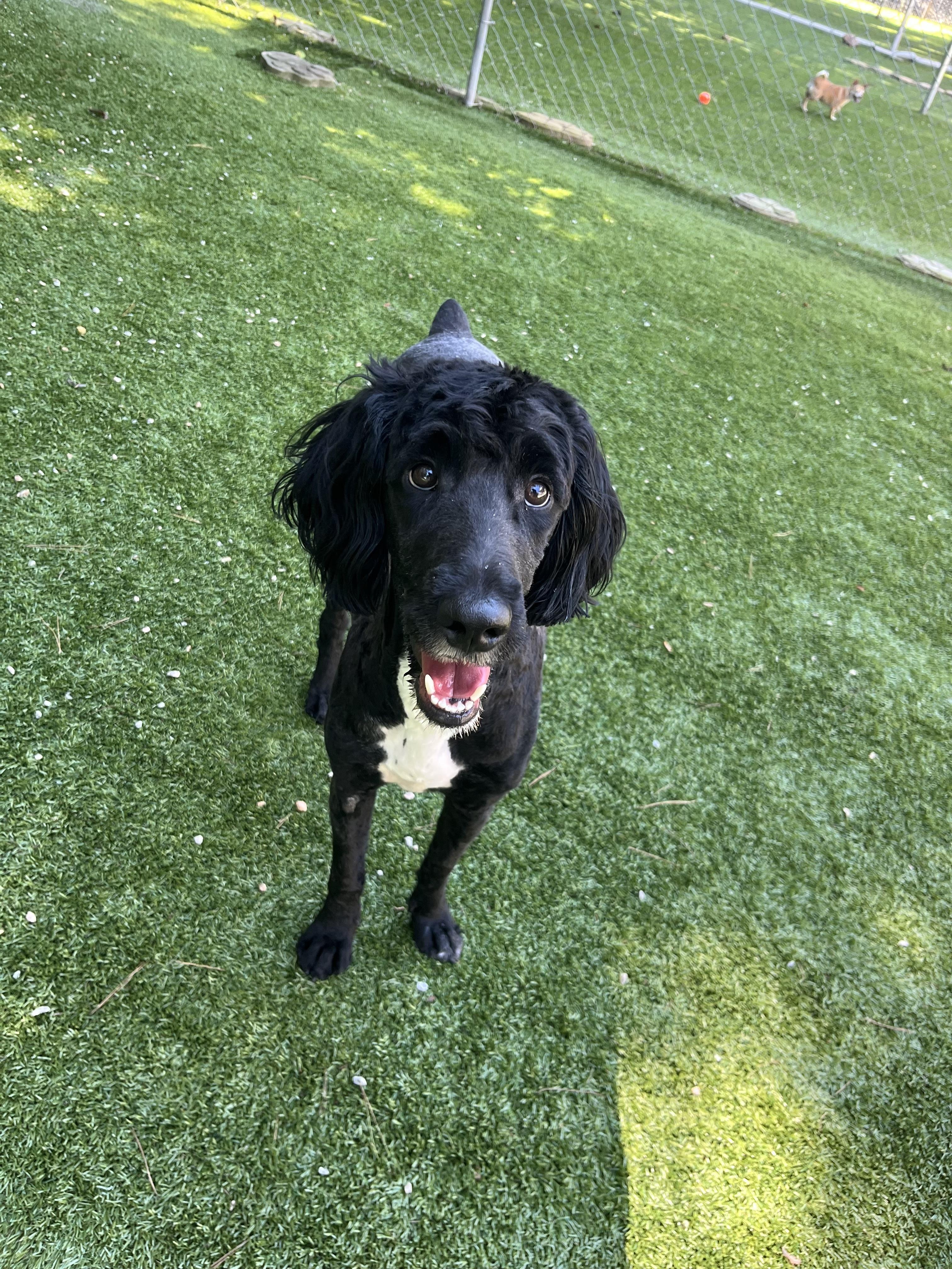 Tallulah