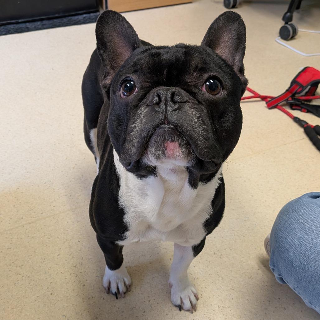 Enlarge Nash, a Adoptable French Bulldog in Toledo, OH image 1/2