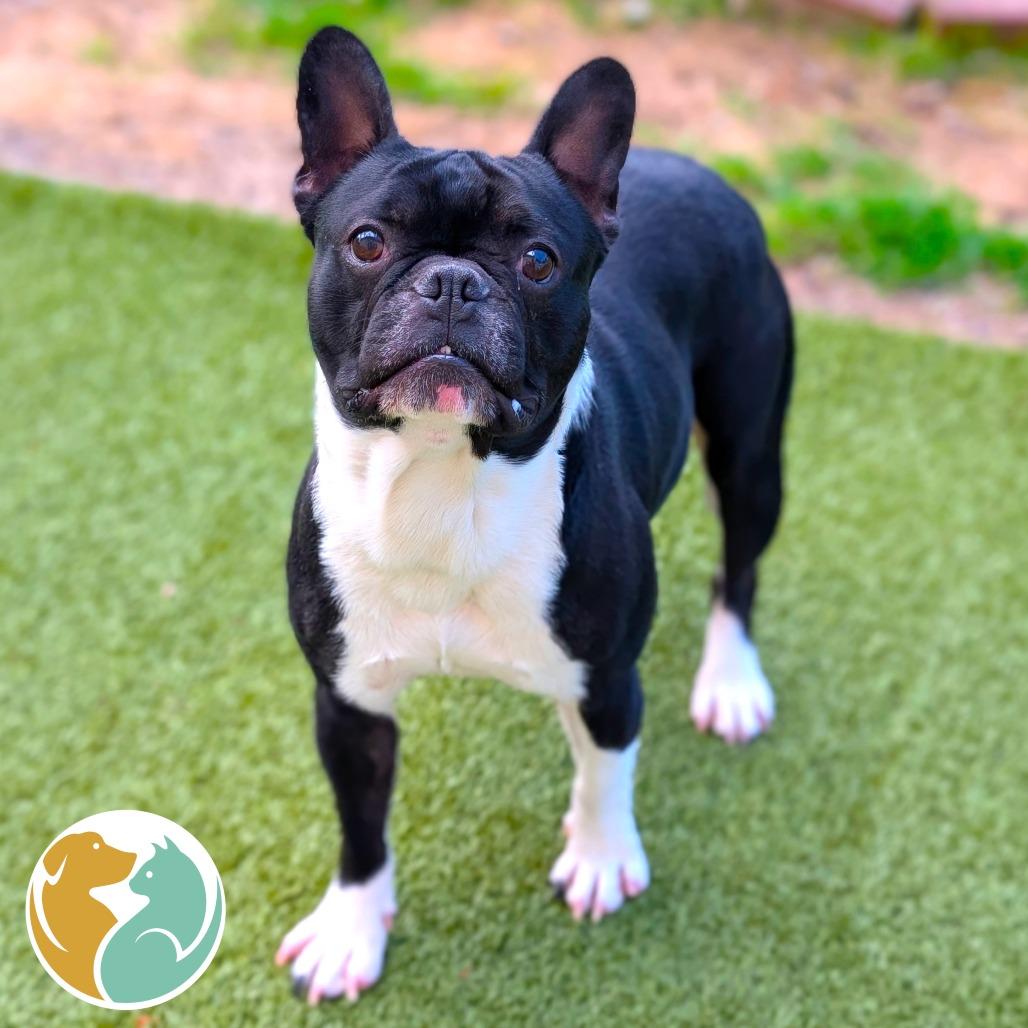 Enlarge Nash, a Adoptable French Bulldog in Toledo, OH image 2/2