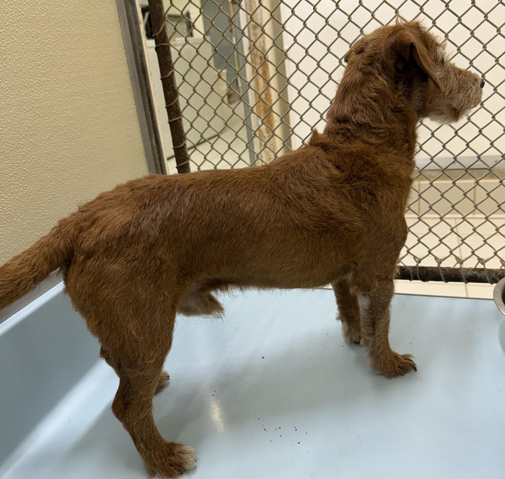 John, an adopted mixed breed in Upper Sandusky, OH image 3/3