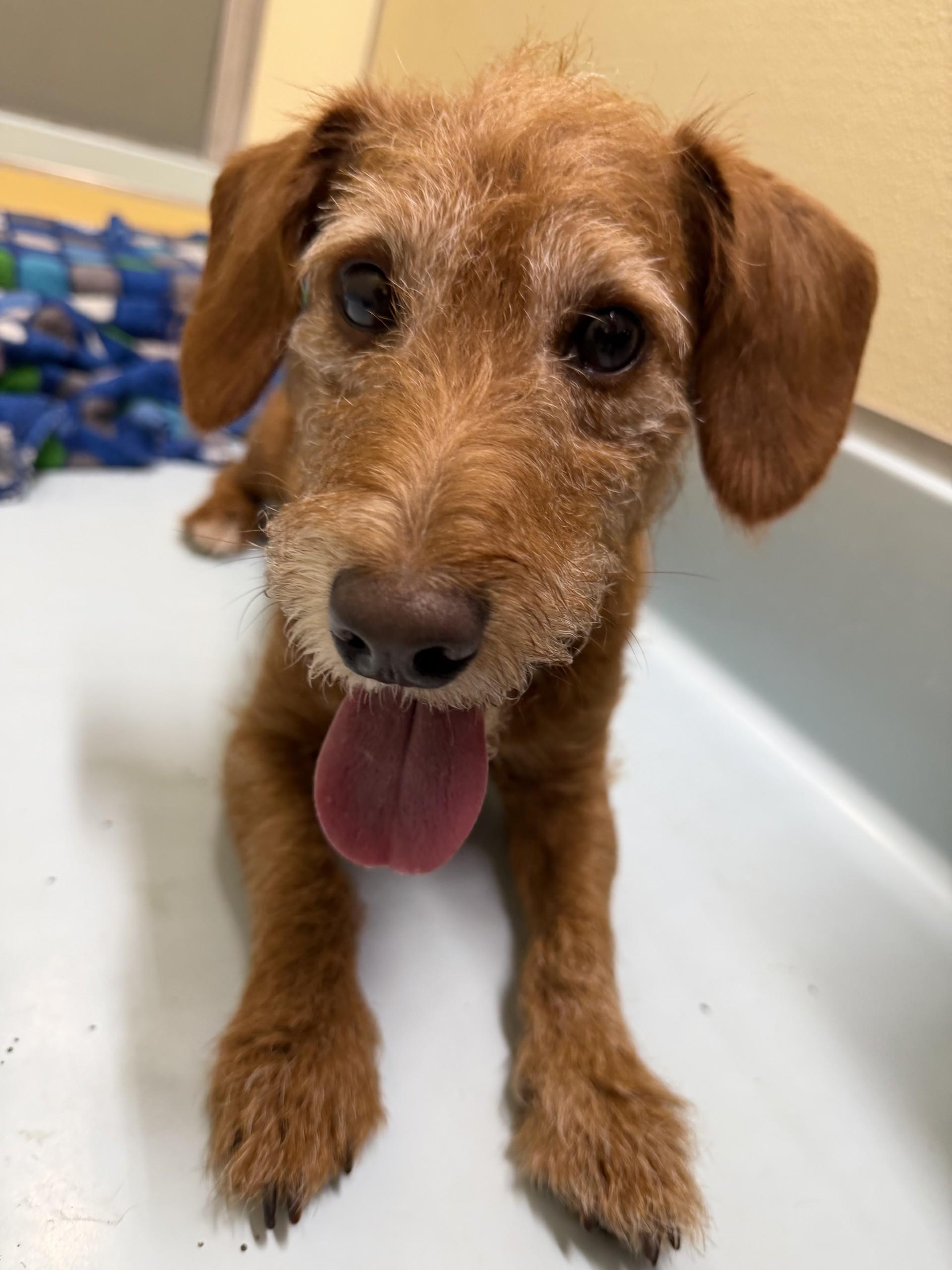 John, an adopted mixed breed in Upper Sandusky, OH image 2/3