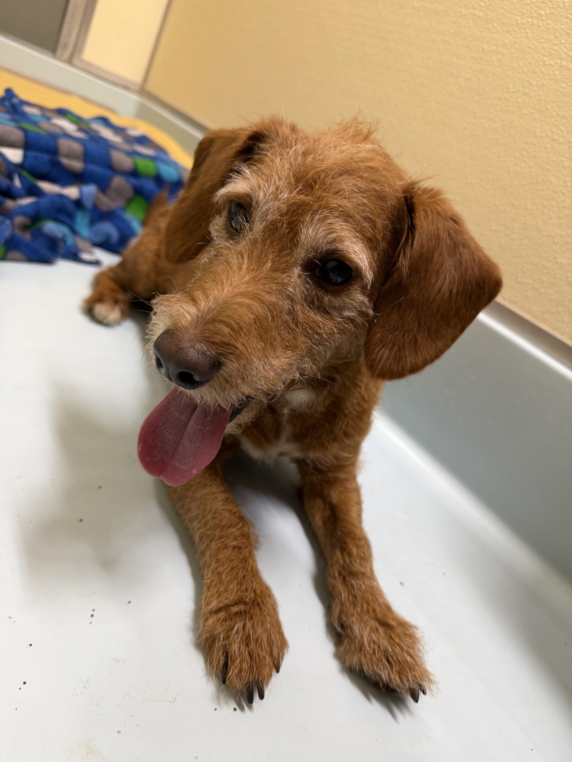 John, adopted, Adult Male Terrier.