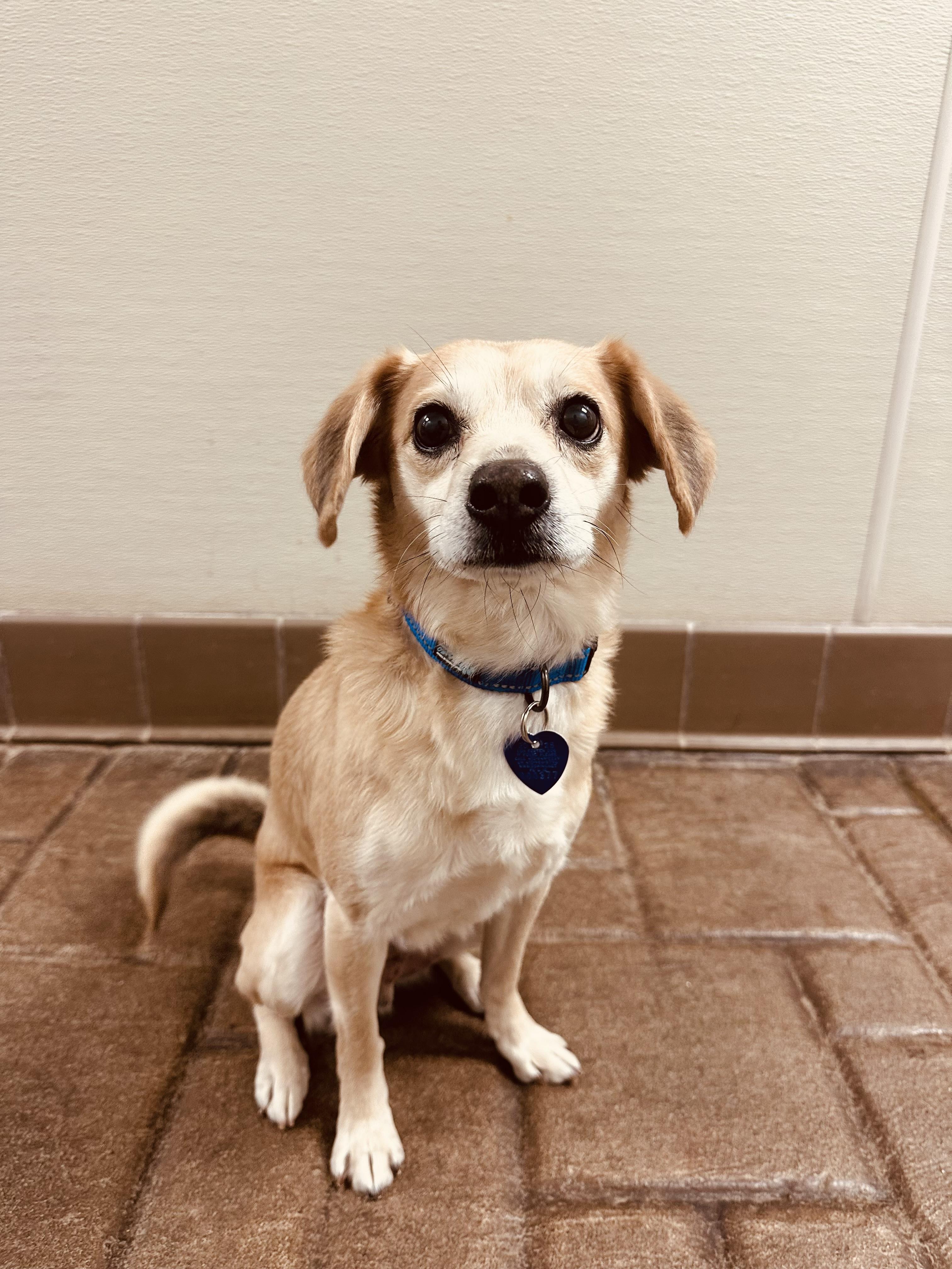 Enlarge Murray , a ADOPTABLE mixed breed in Clinton, PA image 5/5