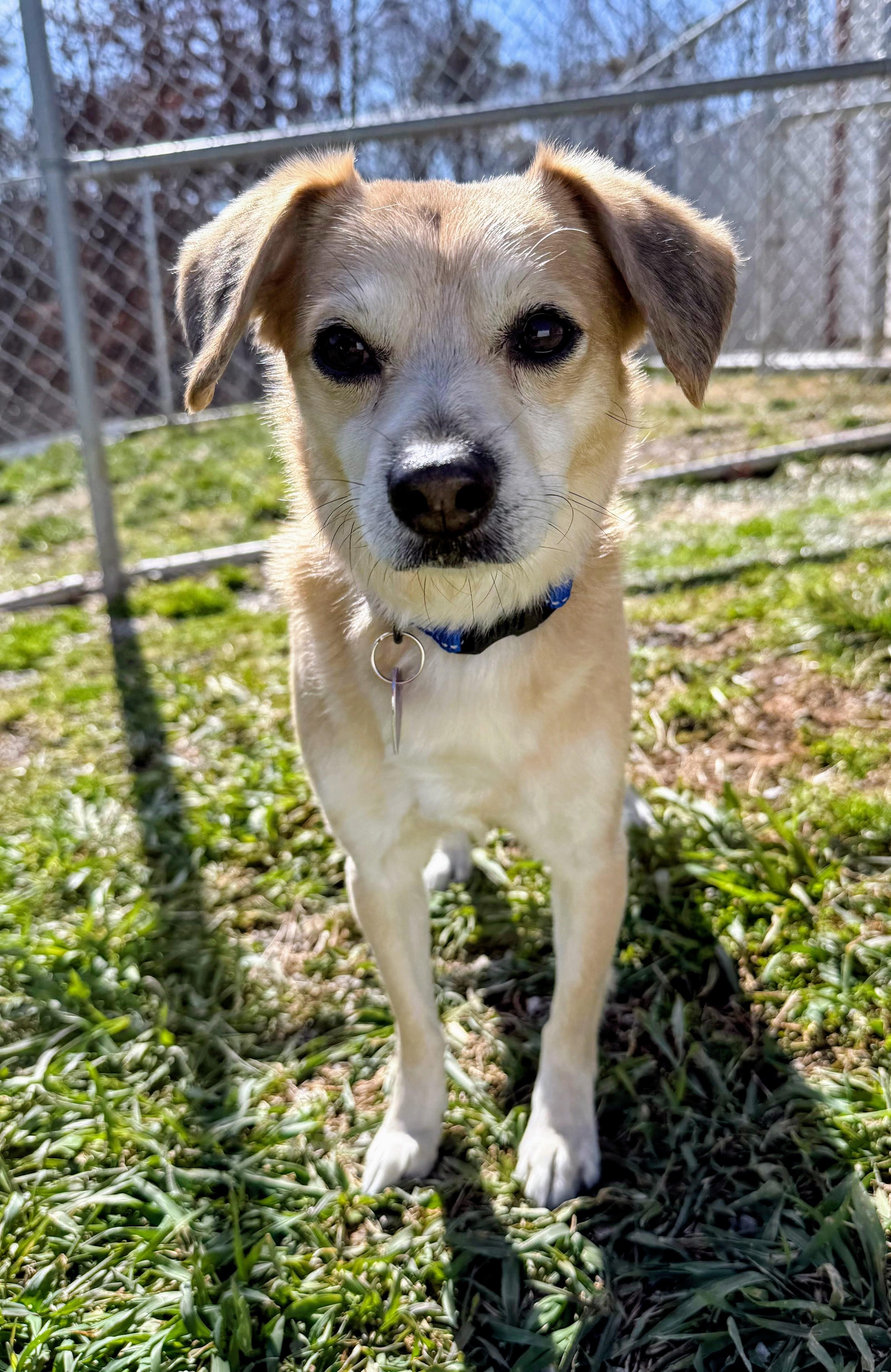 Enlarge Murray , a ADOPTABLE mixed breed in Clinton, PA image 3/5