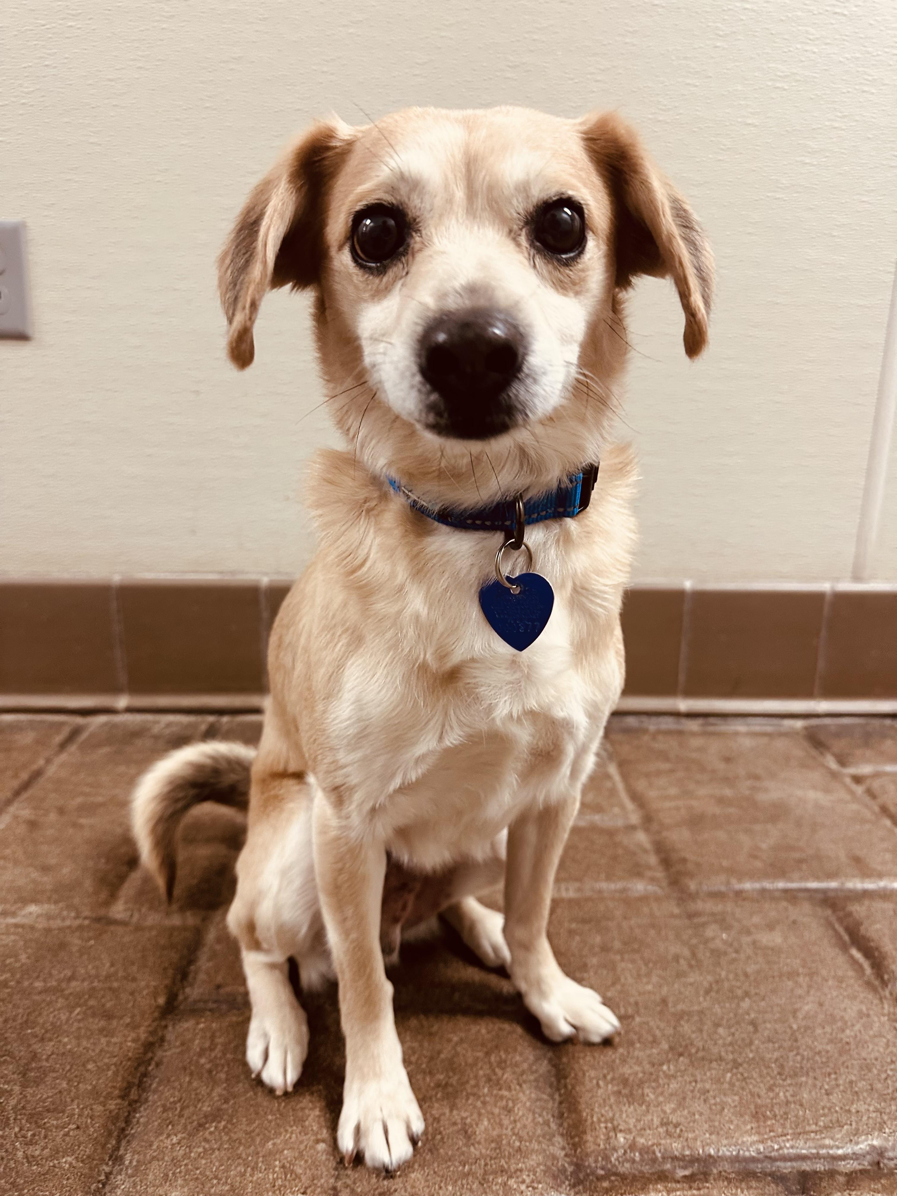 Enlarge Murray , a ADOPTABLE mixed breed in Clinton, PA image 4/5