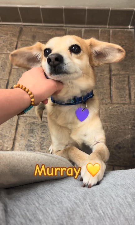 Enlarge Murray , a ADOPTABLE mixed breed in Clinton, PA video 1/5