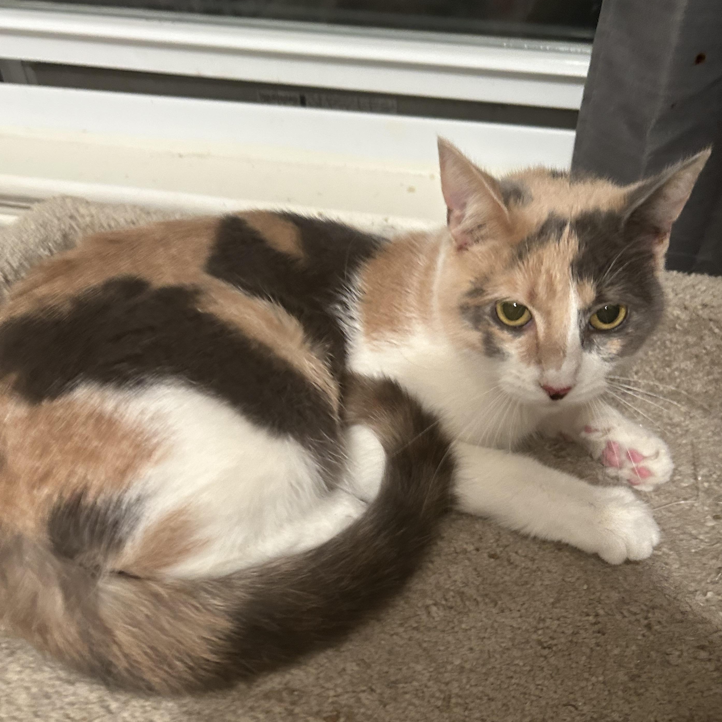 Enlarge Mona Lisa, a ADOPTABLE mixed breed in Parma, OH image 1/1