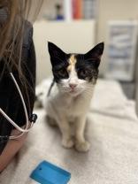 Enlarge Kendra, a ADOPTABLE Domestic Short Hair in Dodgeville, WI image 2/3