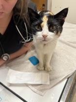 Enlarge Kendra, a ADOPTABLE Domestic Short Hair in Dodgeville, WI image 3/3