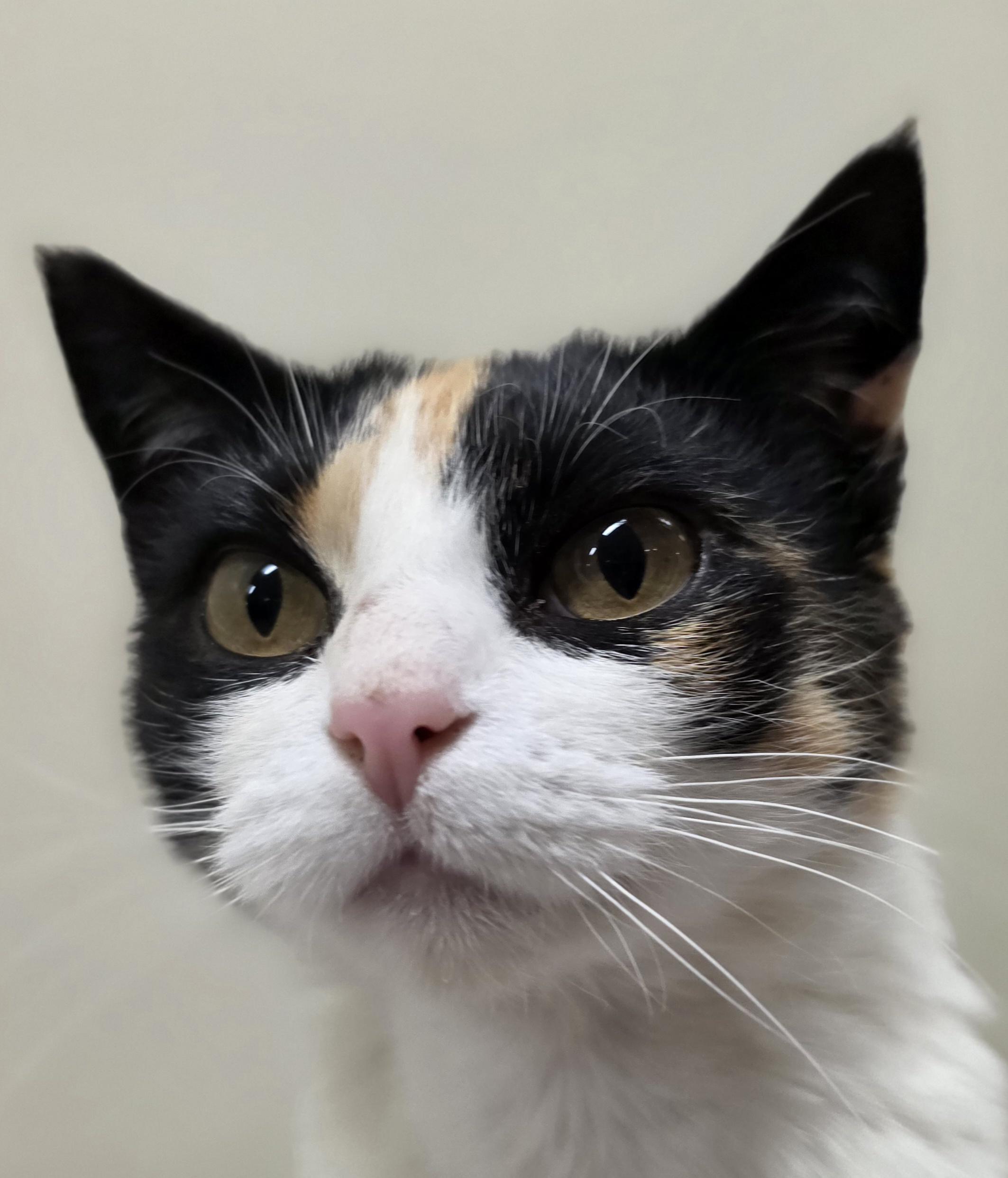 Kendra, ADOPTABLE, Adult Female Domestic Short Hair.