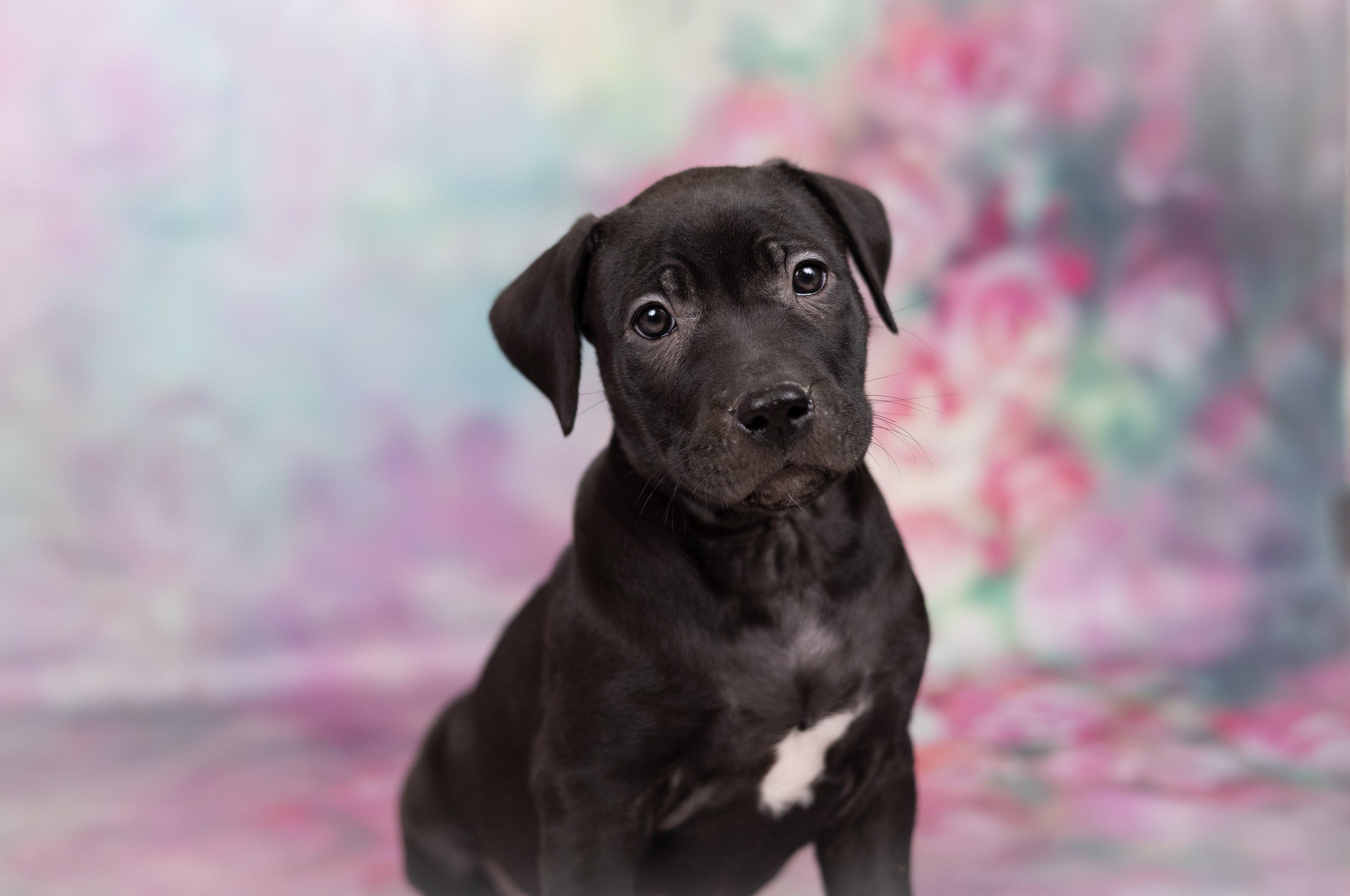 Enlarge Layla, a ADOPTABLE mixed breed in Whitestown, IN image 1/1
