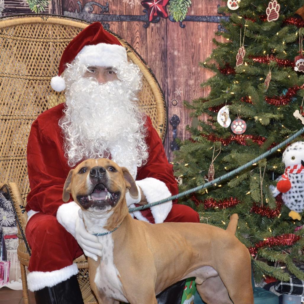 Panko, Adoptable, Adult Male Mixed Breed.