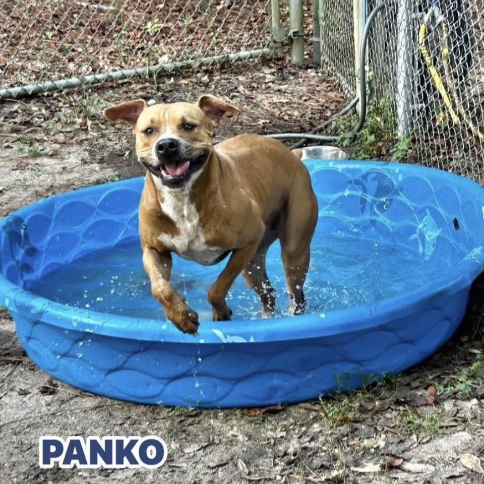 Panko, Adoptable, Adult Male Mixed Breed.