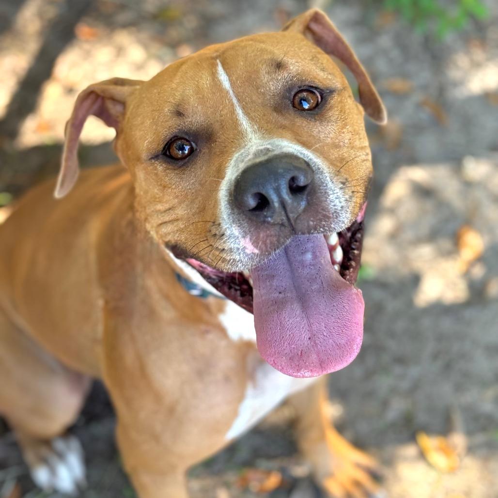 Enlarge Panko, a Adoptable Mixed Breed in Milton, FL image 2/6