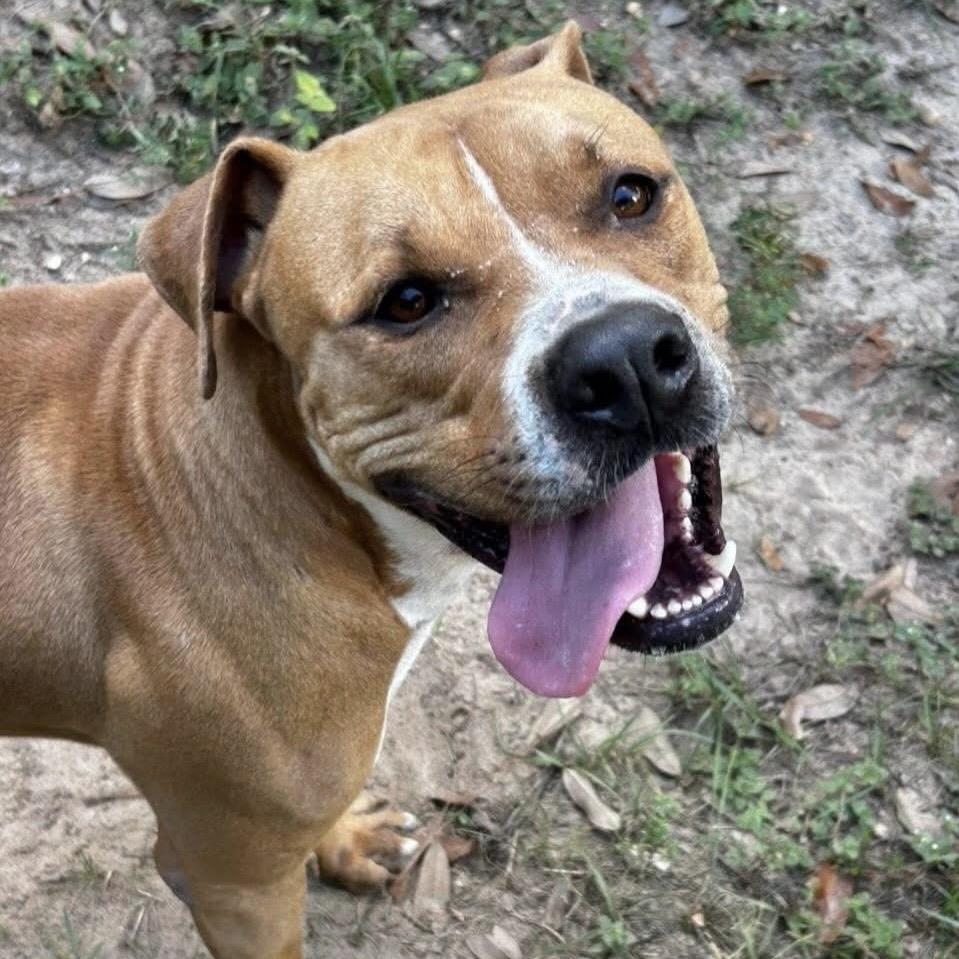 Enlarge Panko, a Adoptable Mixed Breed in Milton, FL image 3/6