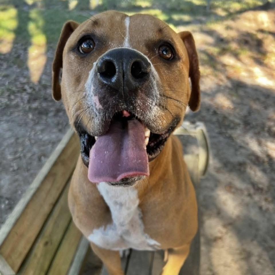 Enlarge Panko, a Adoptable Mixed Breed in Milton, FL image 4/6
