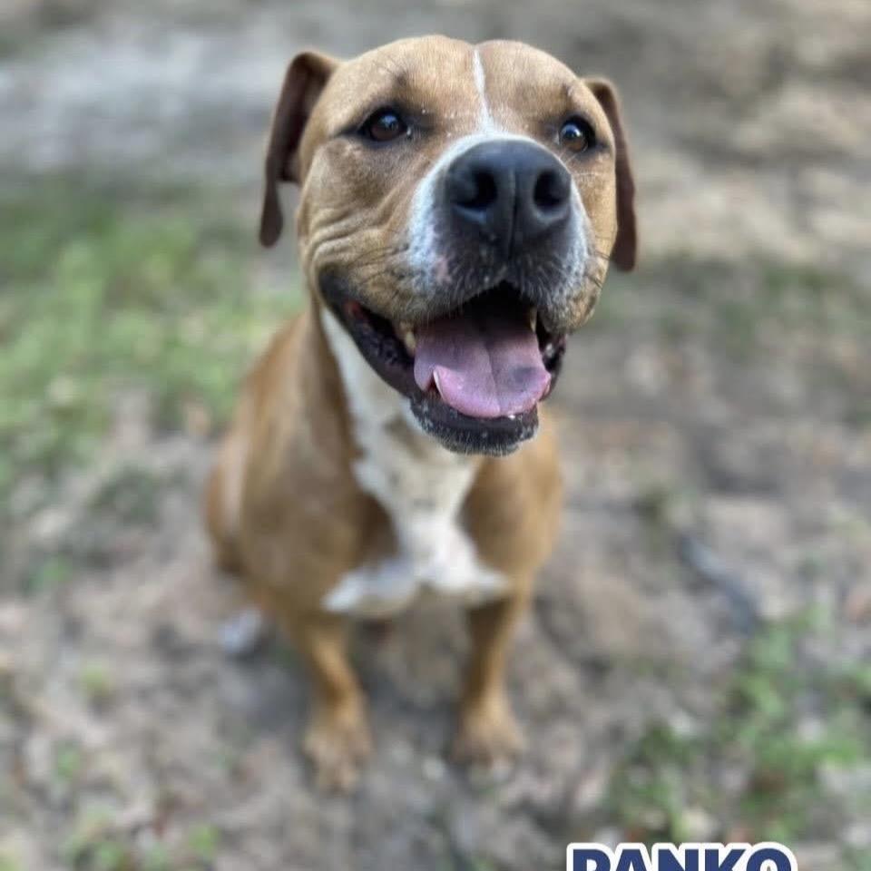 Enlarge Panko, a Adoptable Mixed Breed in Milton, FL image 5/6