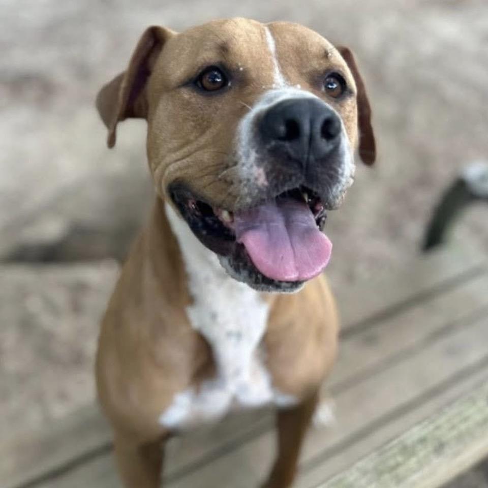 Enlarge Panko, a Adoptable Mixed Breed in Milton, FL image 6/6