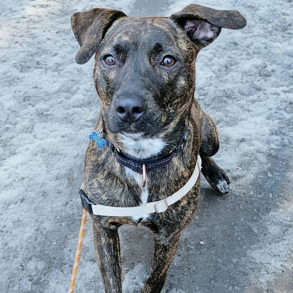 Enlarge Lottie, a ADOPTABLE mixed breed in Hopkington, MA image 4/4