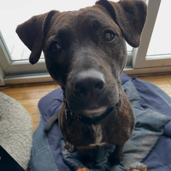 Enlarge Lottie, a ADOPTABLE mixed breed in Hopkington, MA image 3/4