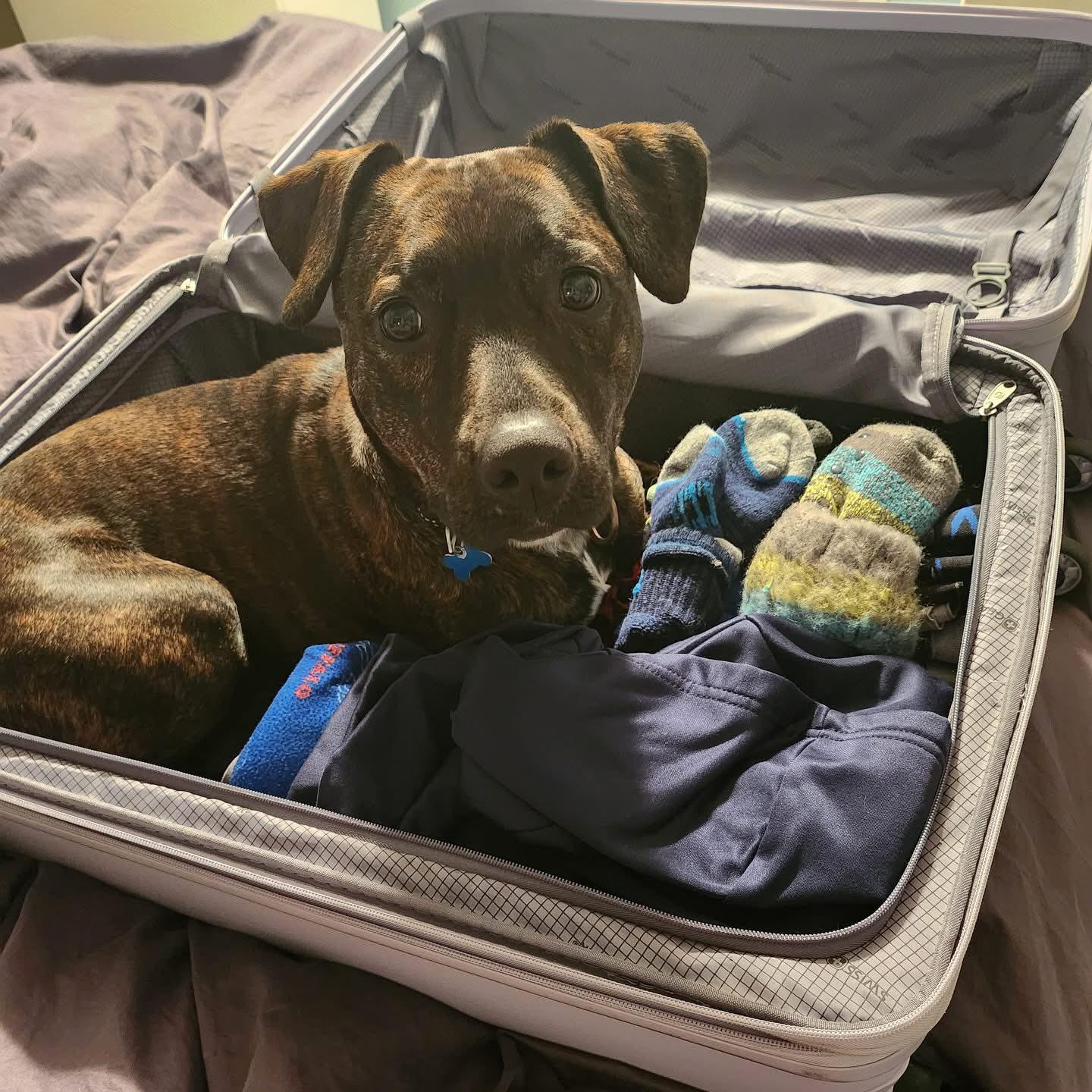 Enlarge Lottie, a ADOPTABLE mixed breed in Hopkington, MA image 2/4