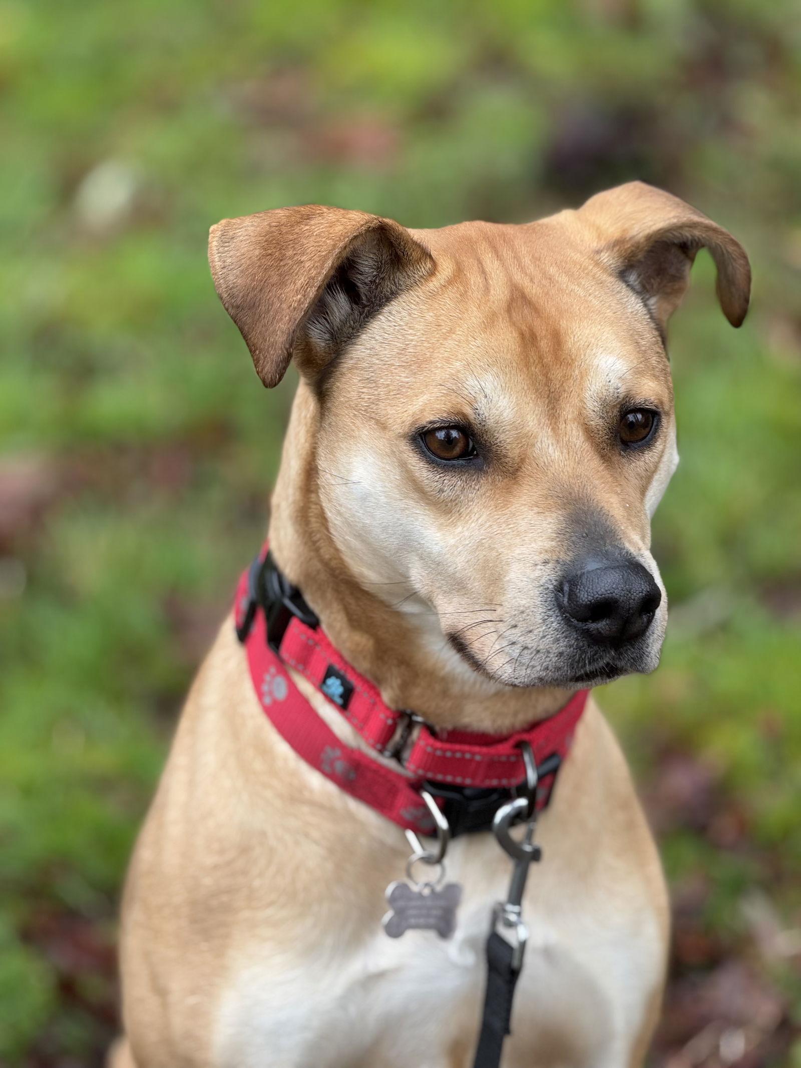 Roxy, a Adoptable mixed breed in Seattle, WA image 2/4