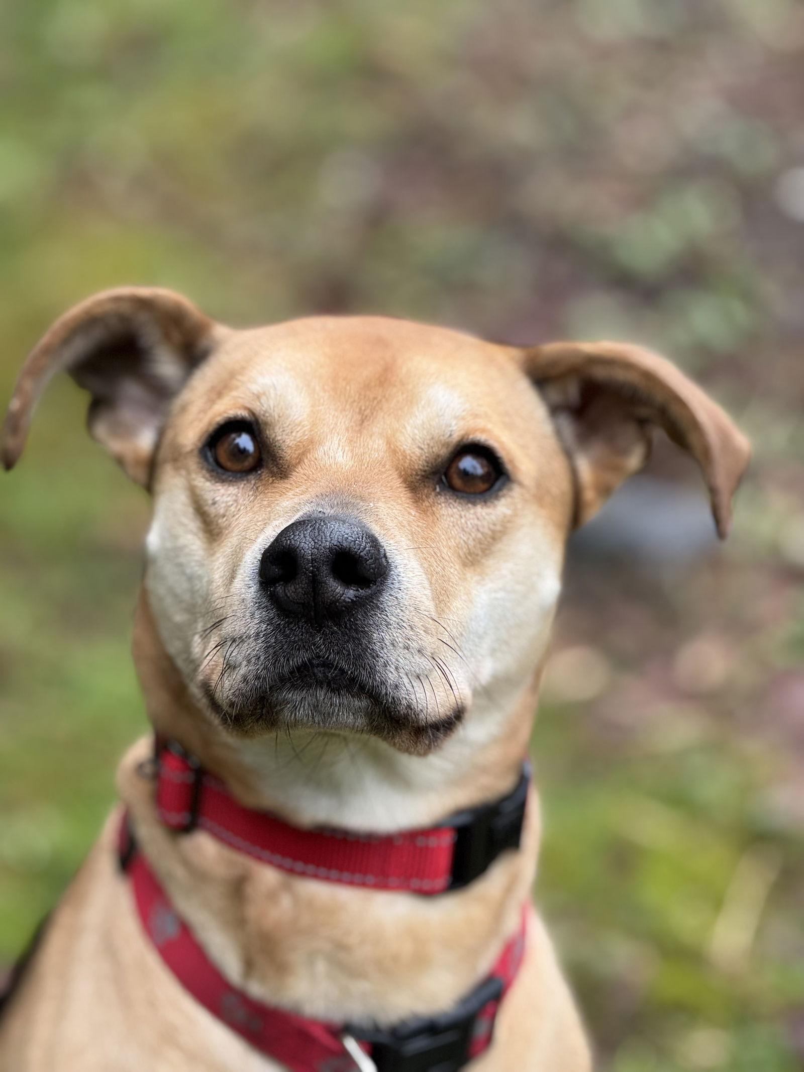 Roxy, a Adoptable mixed breed in Seattle, WA image 3/4