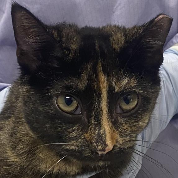 Gianna, adopted, Young Female Domestic Short Hair.