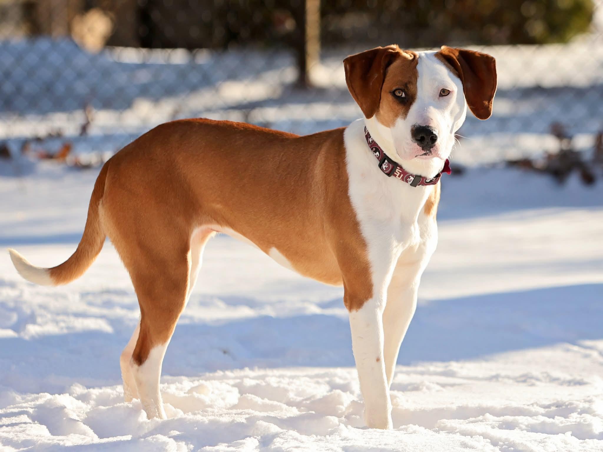 Enlarge Nova, a ADOPTABLE mixed breed in Washington , PA image 1/1