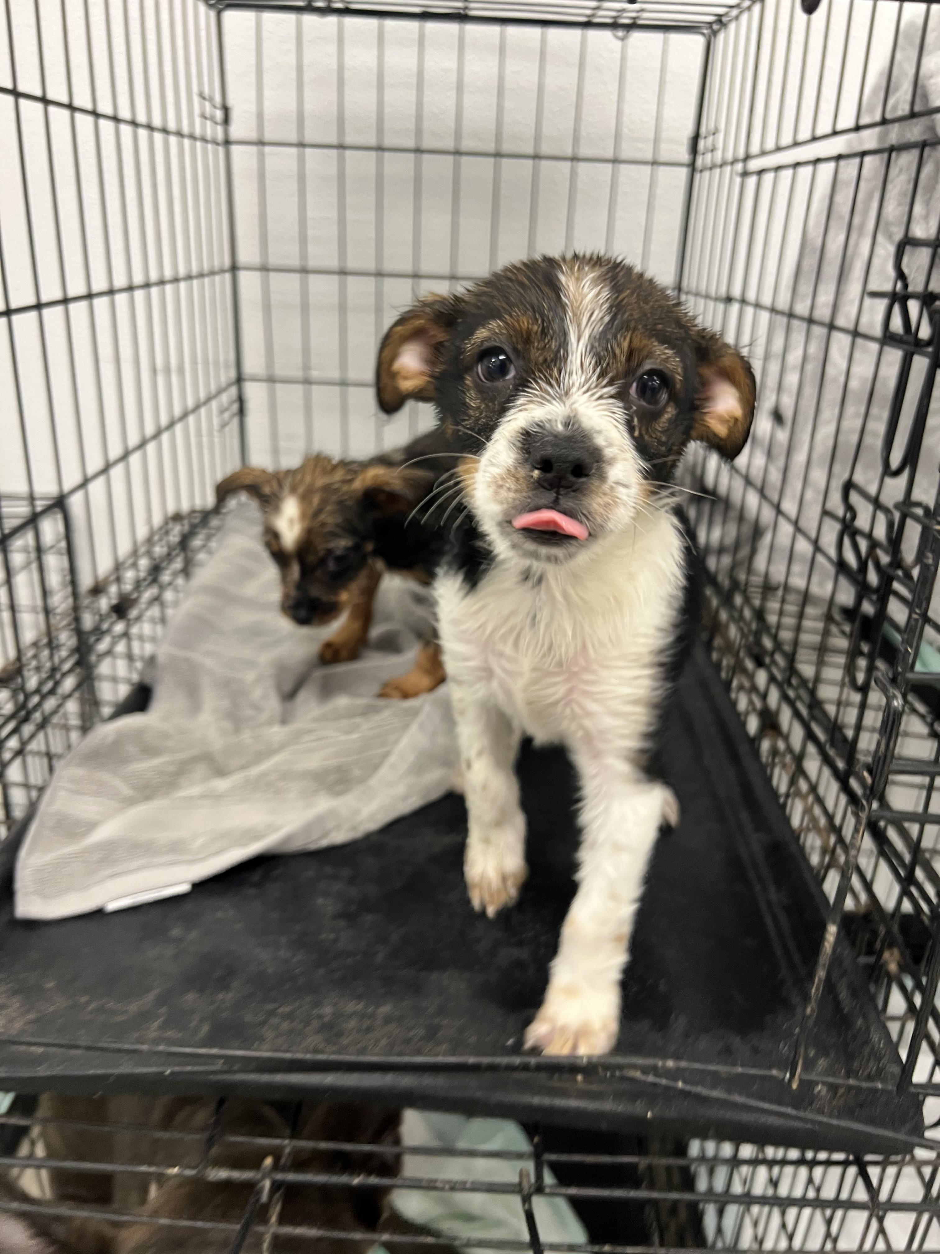Cherry, an adopted mixed breed in Fort Collins, CO image 1/5