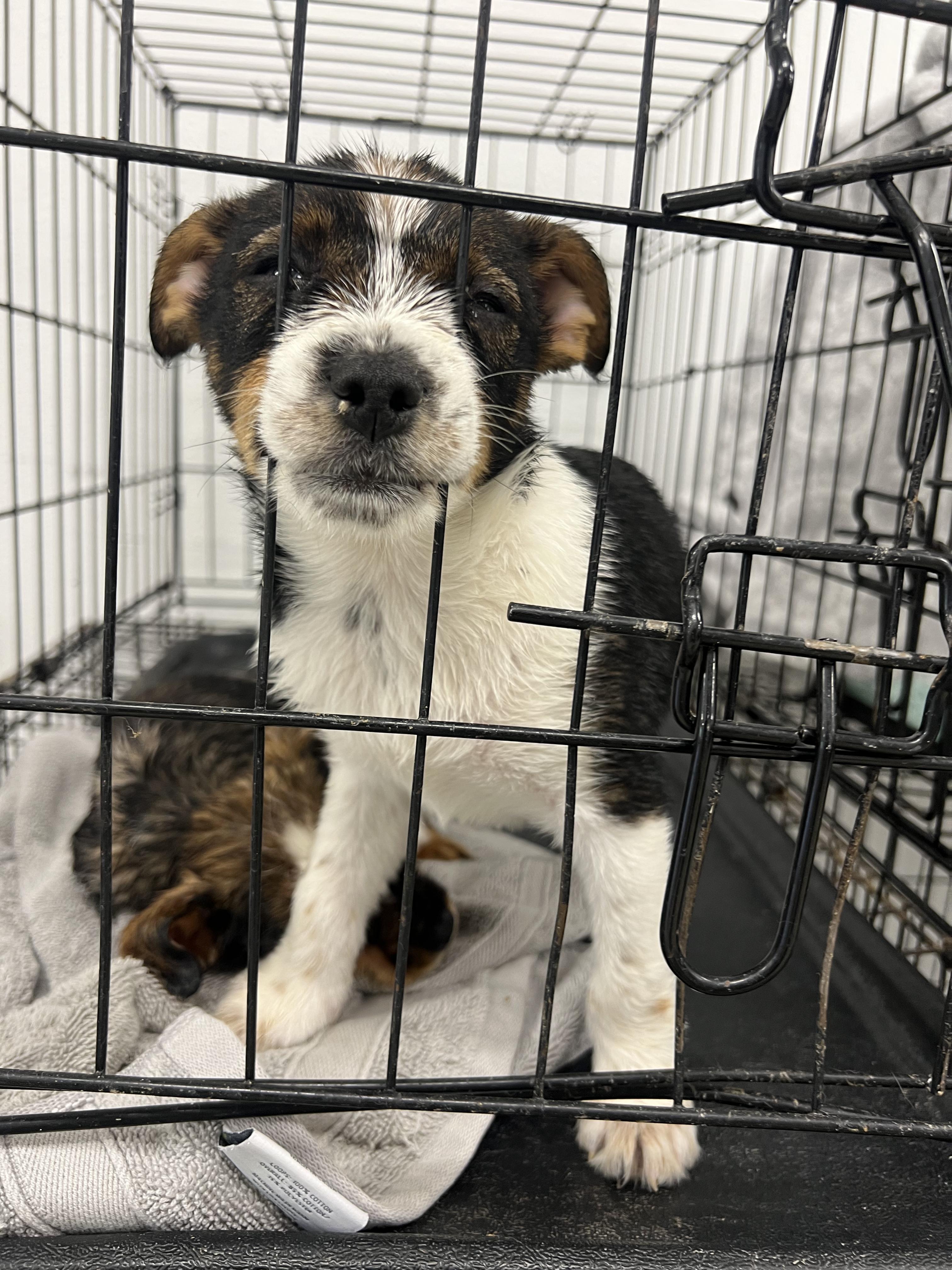 Cherry, an adopted mixed breed in Fort Collins, CO image 3/5